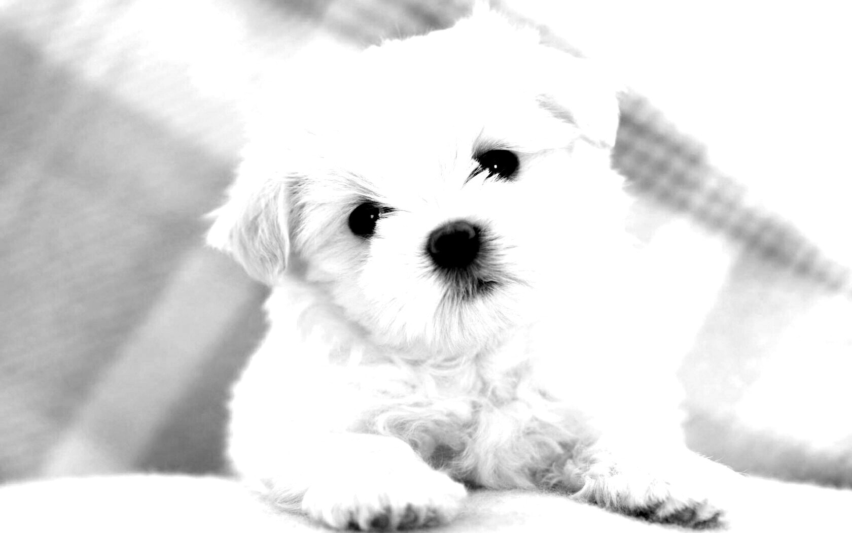 Щенок мальтийской болонки обои