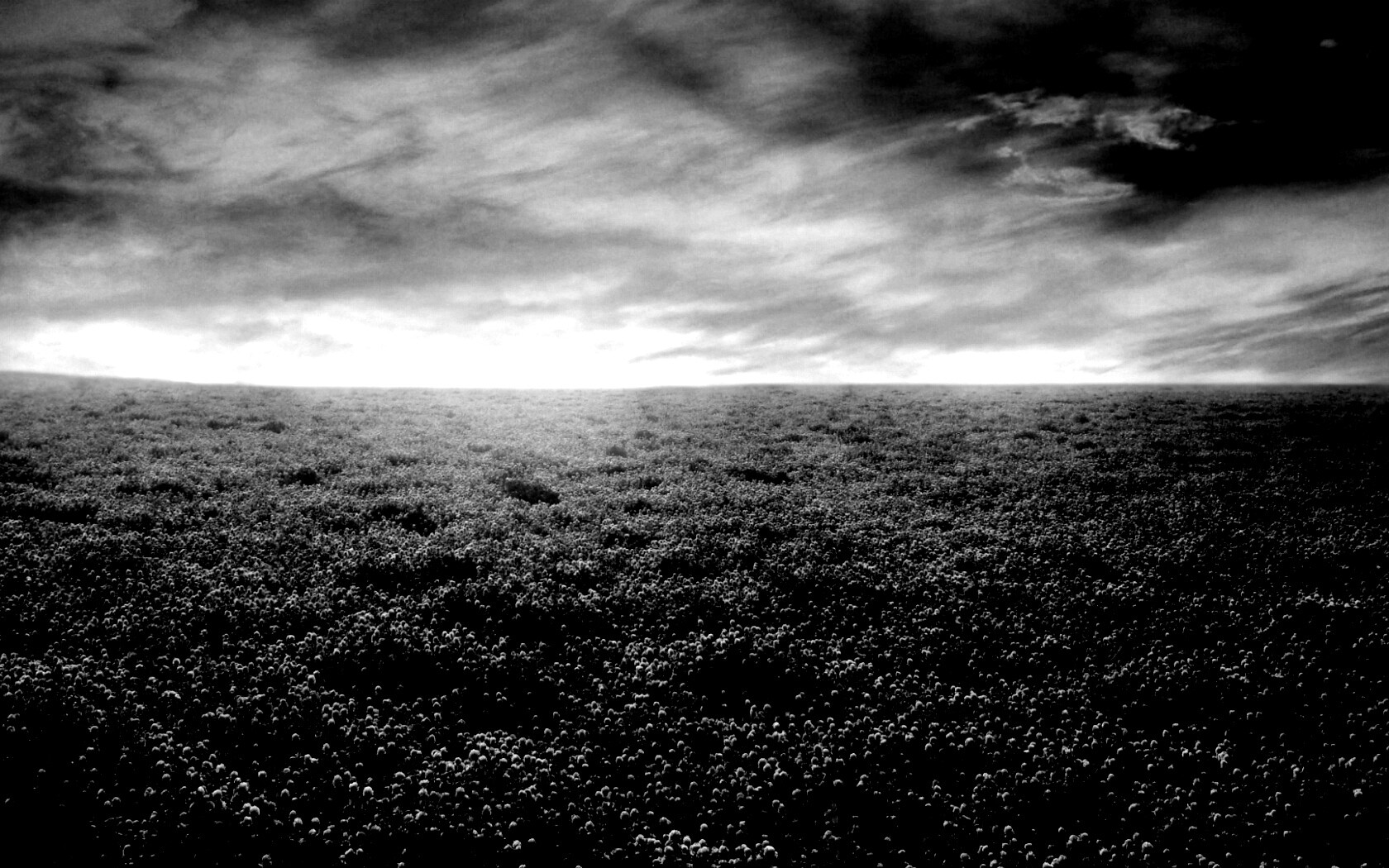 Закатное небо над цветочным полем обои