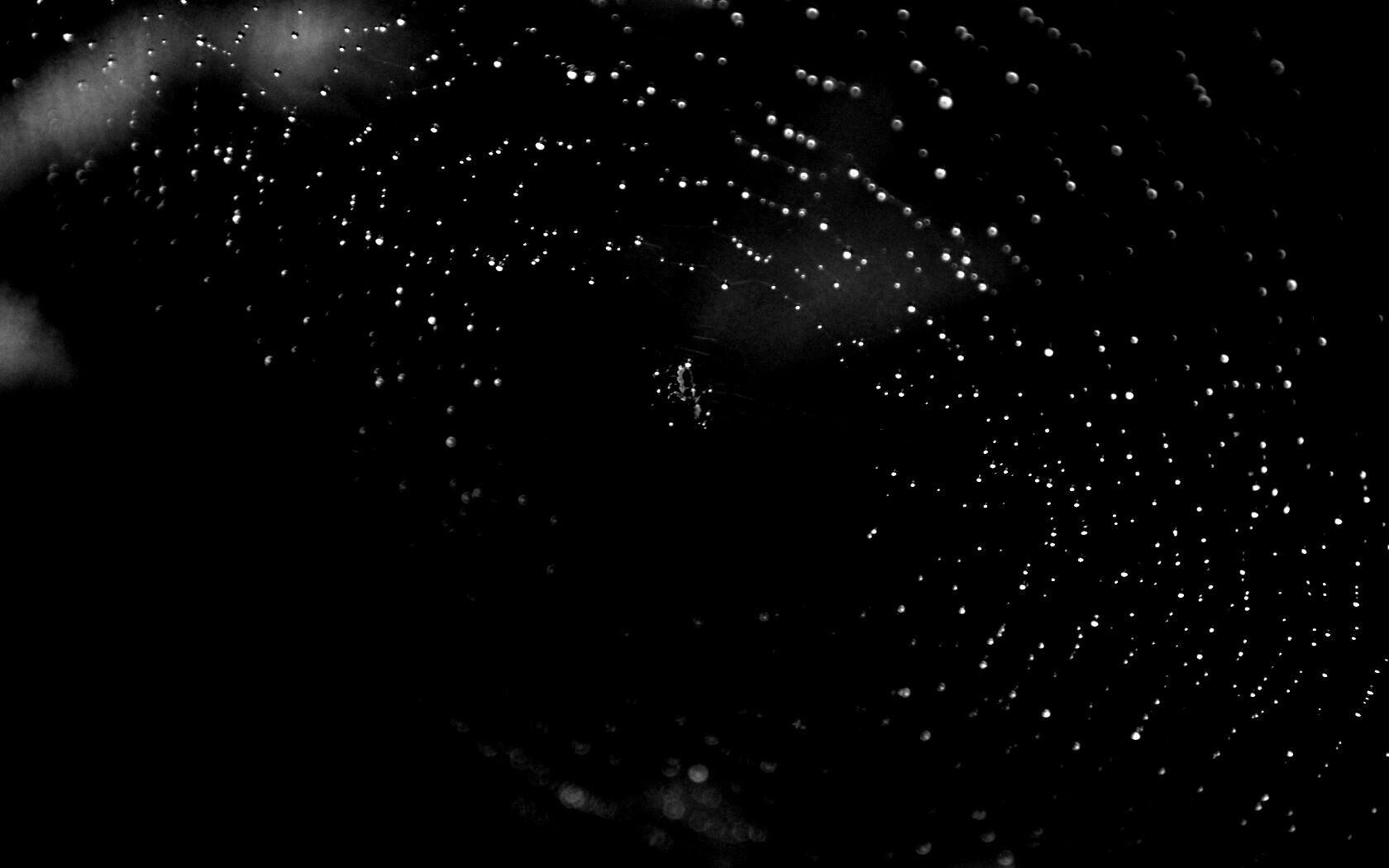 Паук на паутине обои