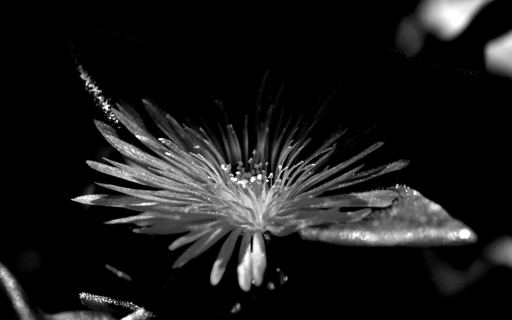 Чудесный цветок обои