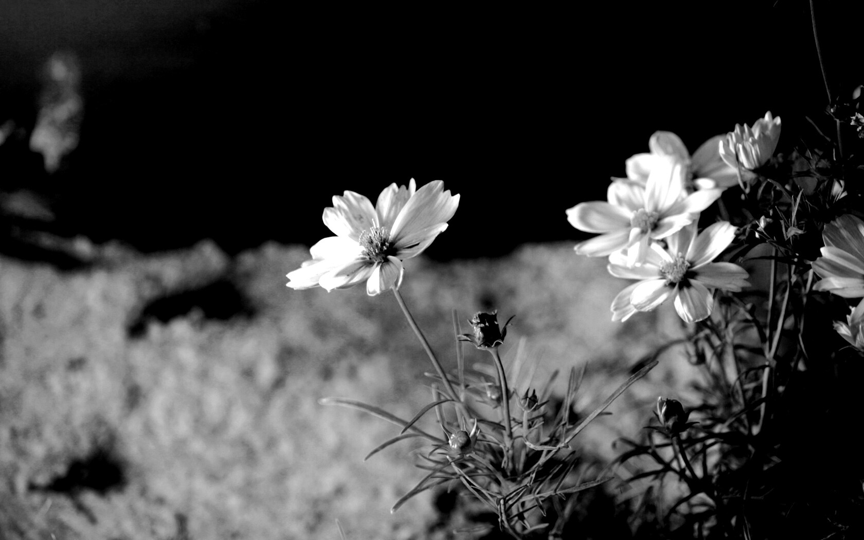 Полевой цветок обои