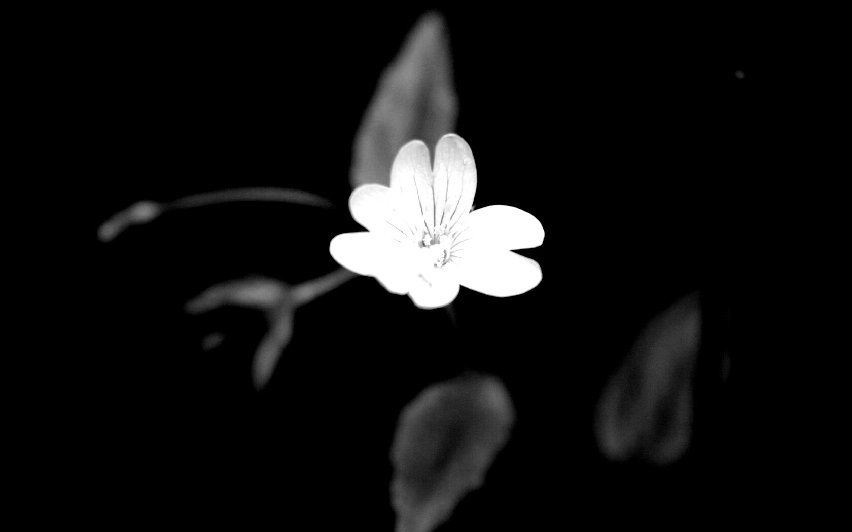 Маленький цветок в макро обои