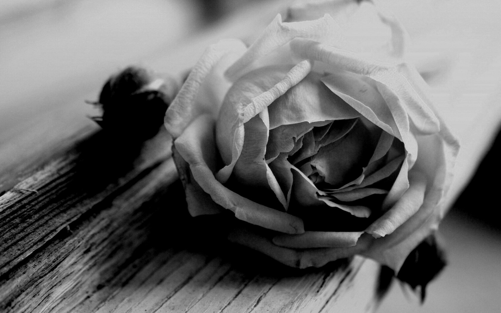 Бутон нежной розы обои