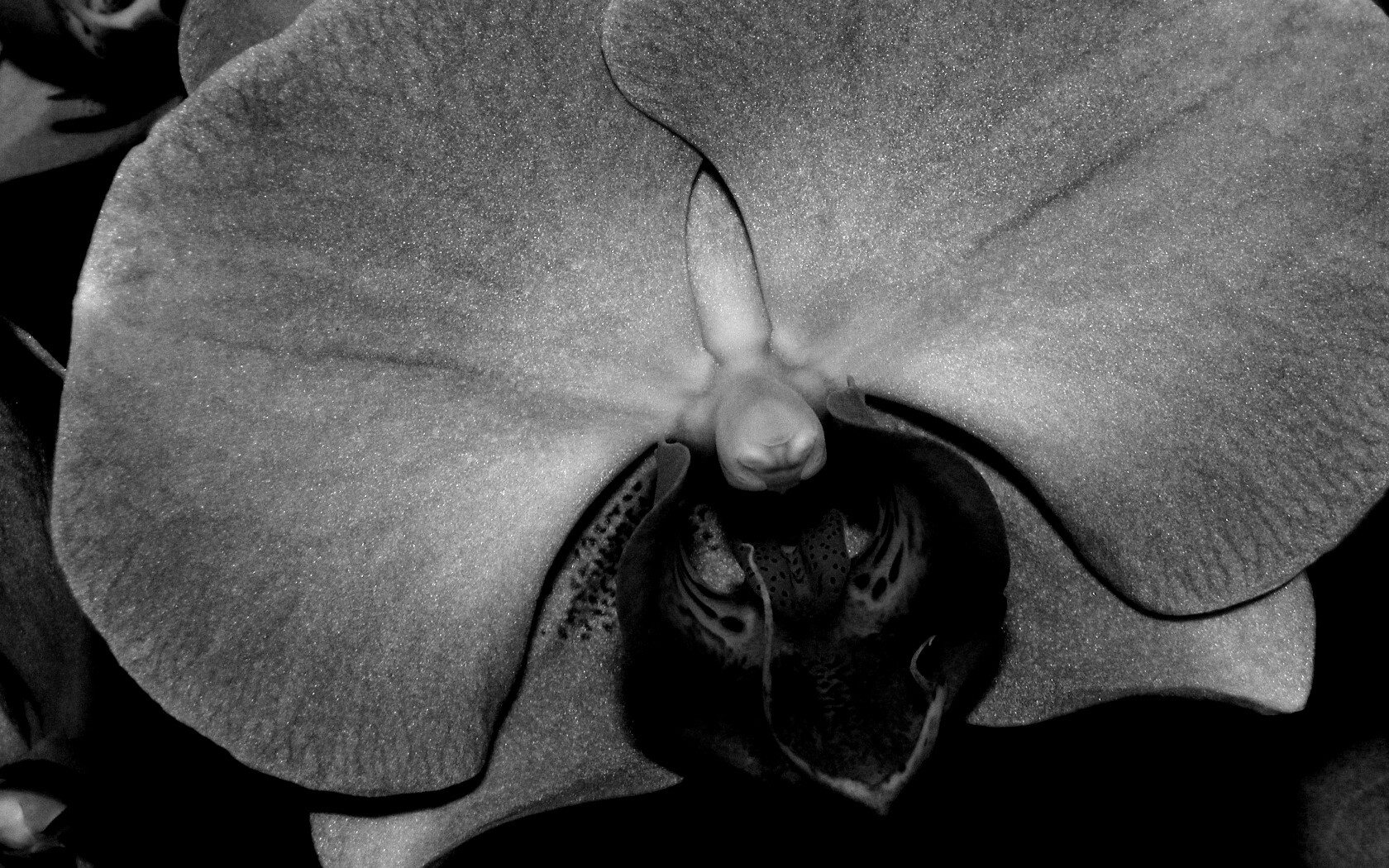 Фиолетовая орхидея обои