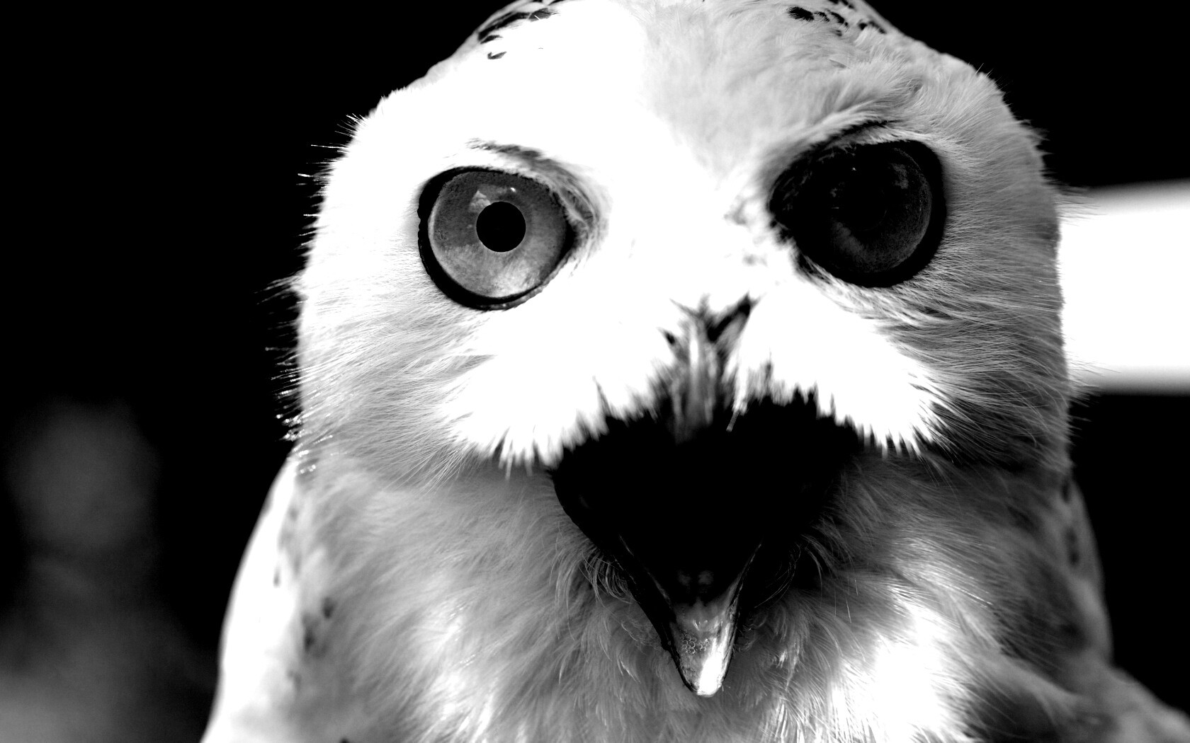 Сова в шоке! обои