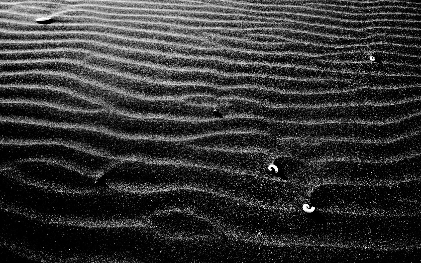 Песок и раковины обои