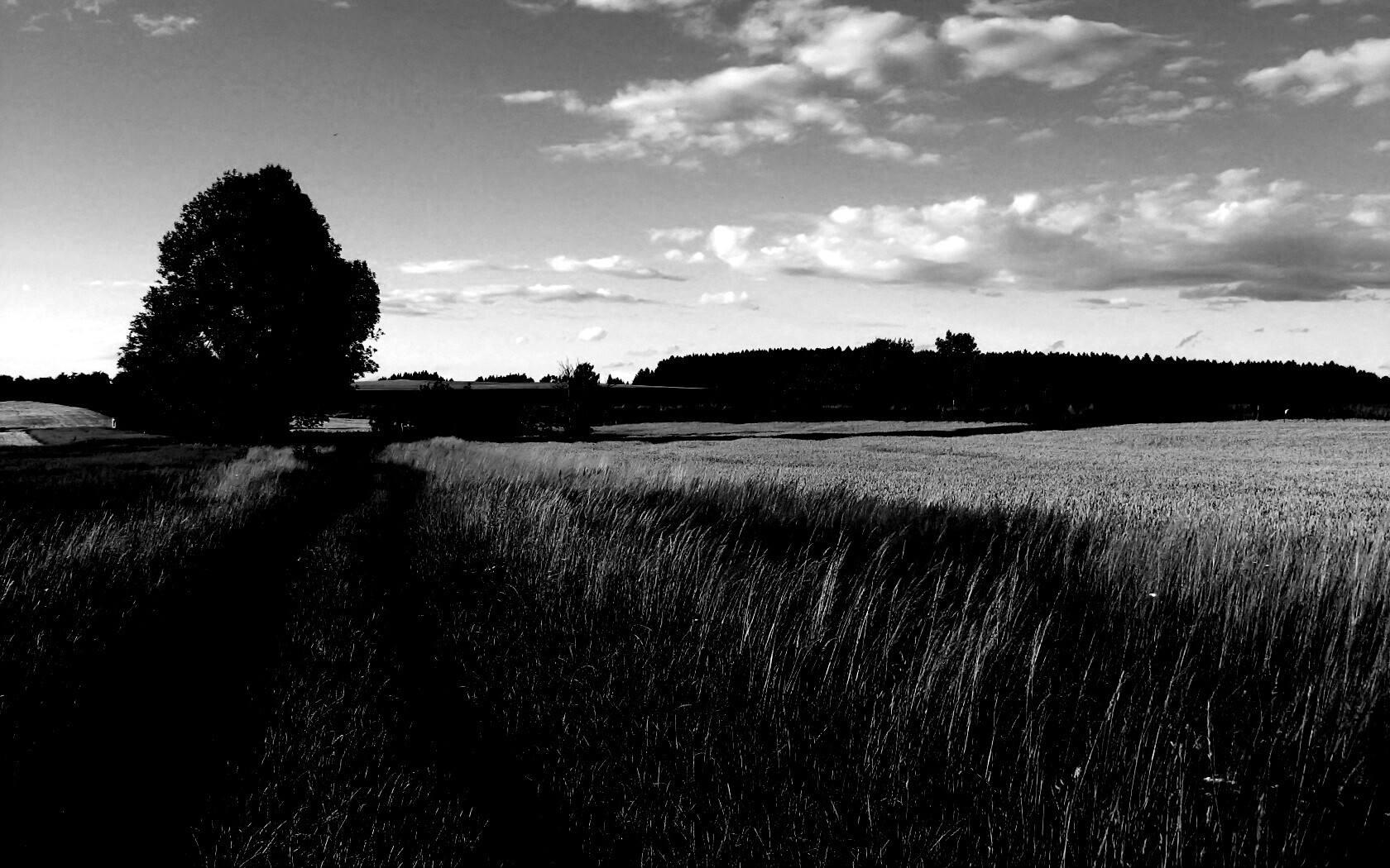 Колея в поле обои