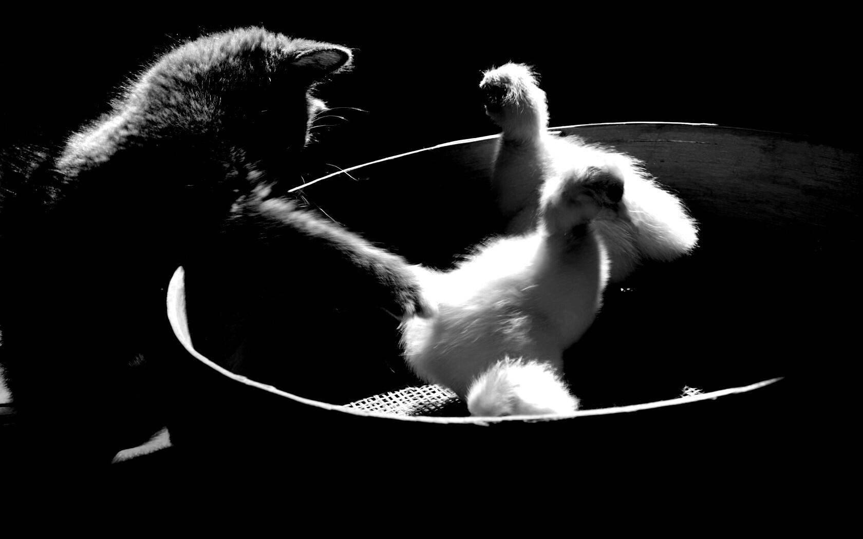 Котенок играет с утятами обои