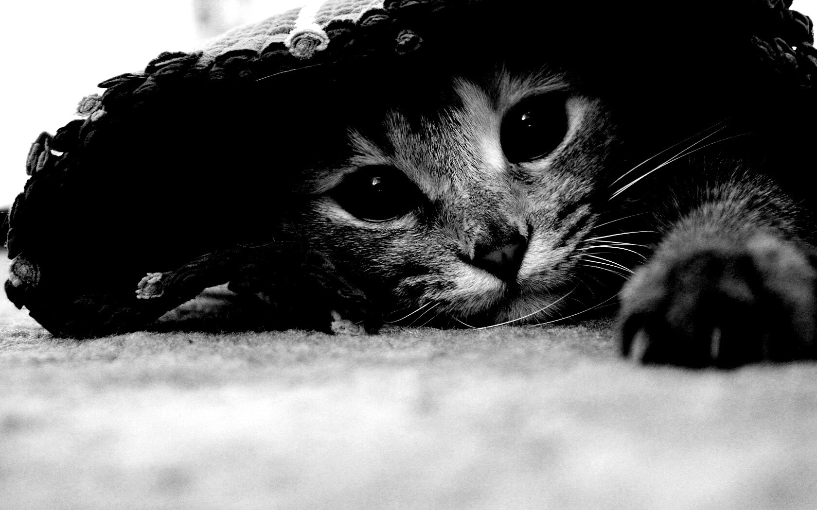 Кот под ковриком обои