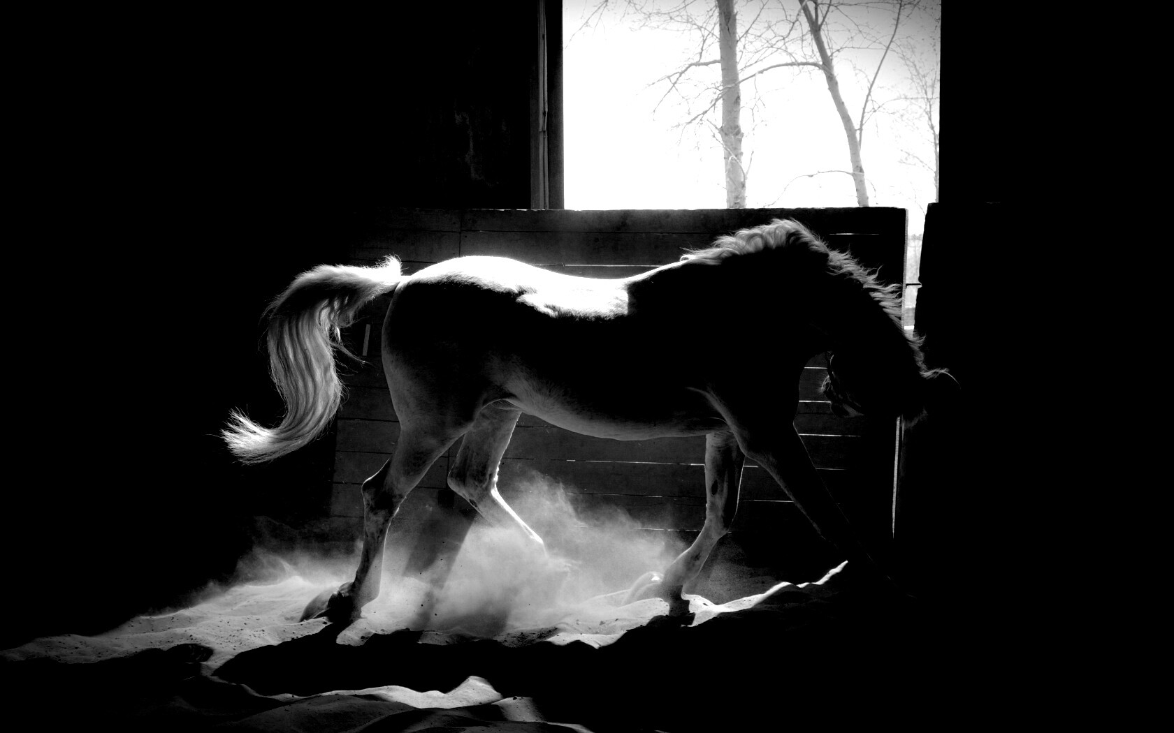 Белая лошадь в загоне обои