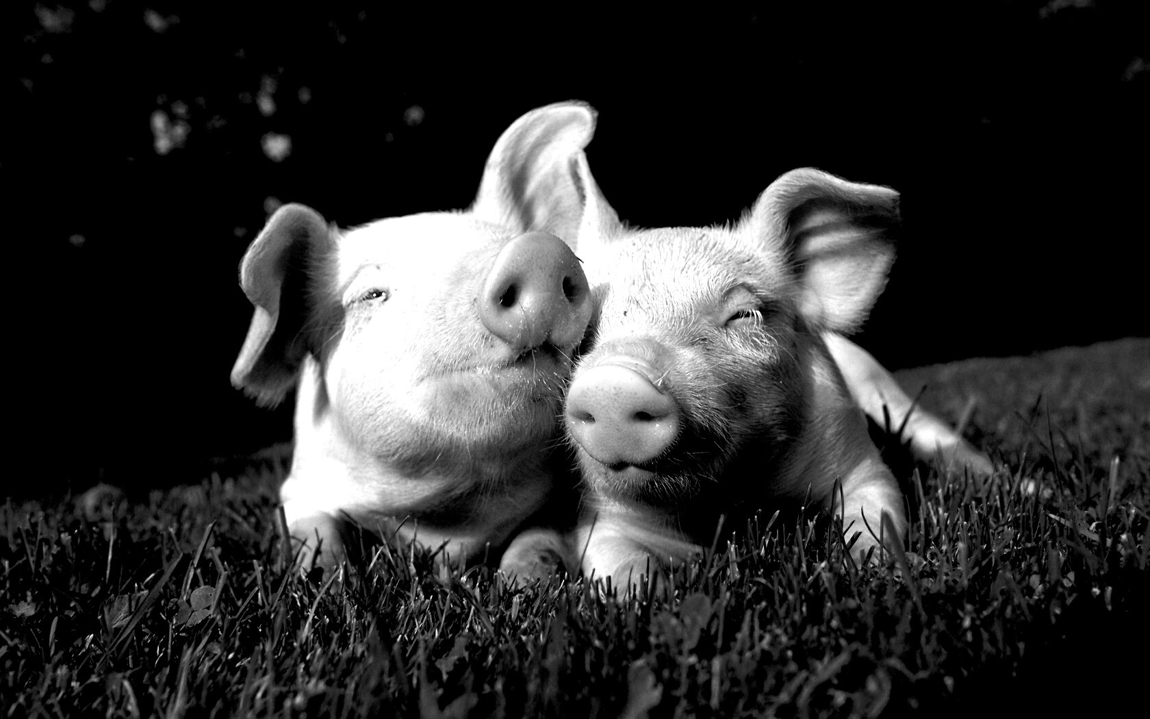 Два поросёнка обои