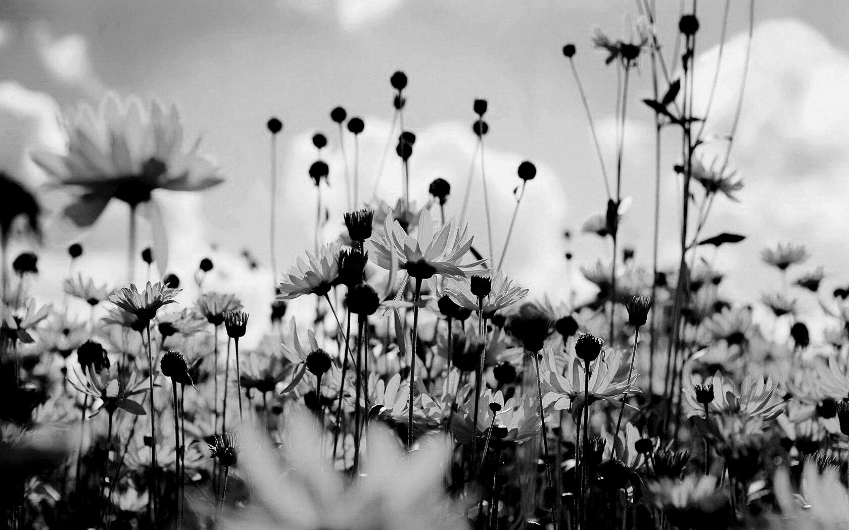 Полевые цветы летом обои