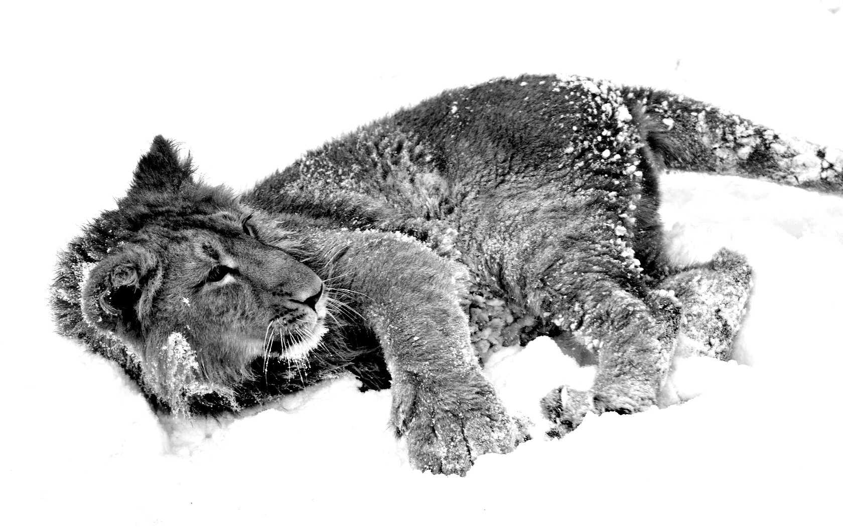 Львёнок в снегу обои