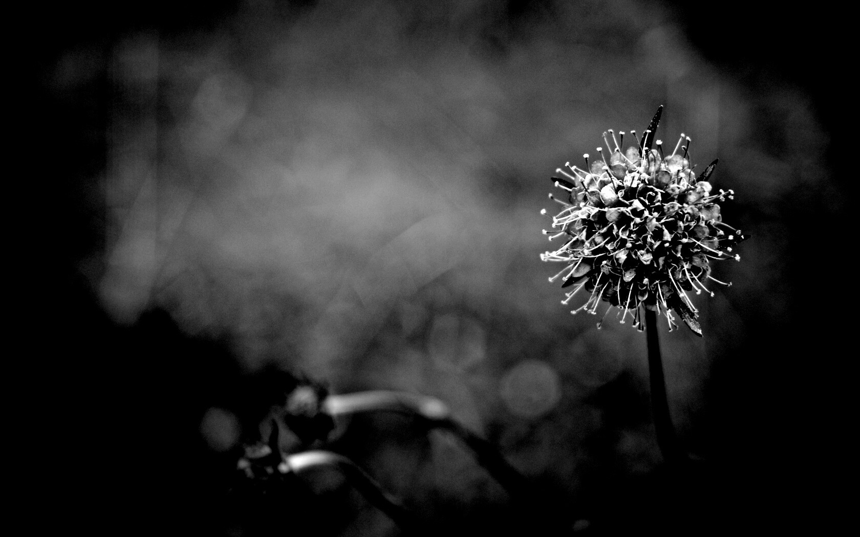 Цветок в макро обои