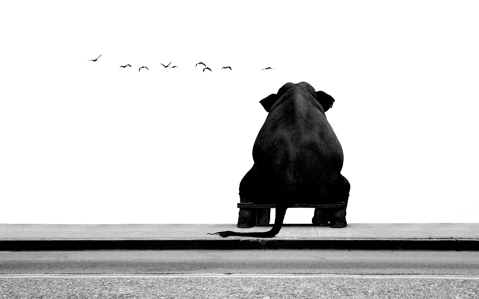 Слон на табуретке обои