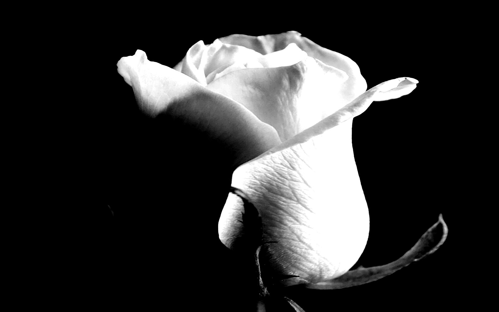 Бутон белой розы обои