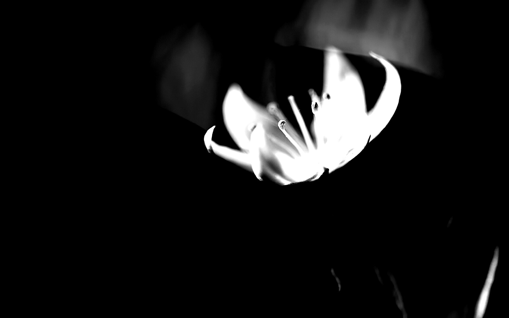 Белый цветок обои