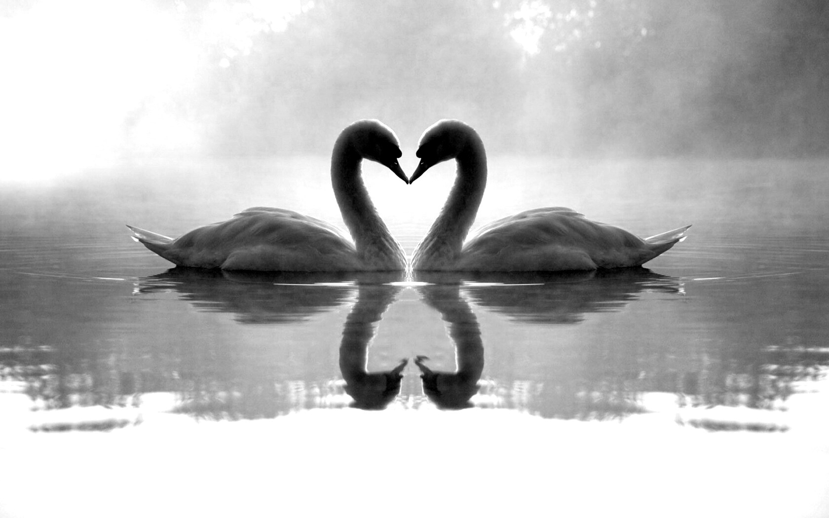 Влюблённые лебеди обои