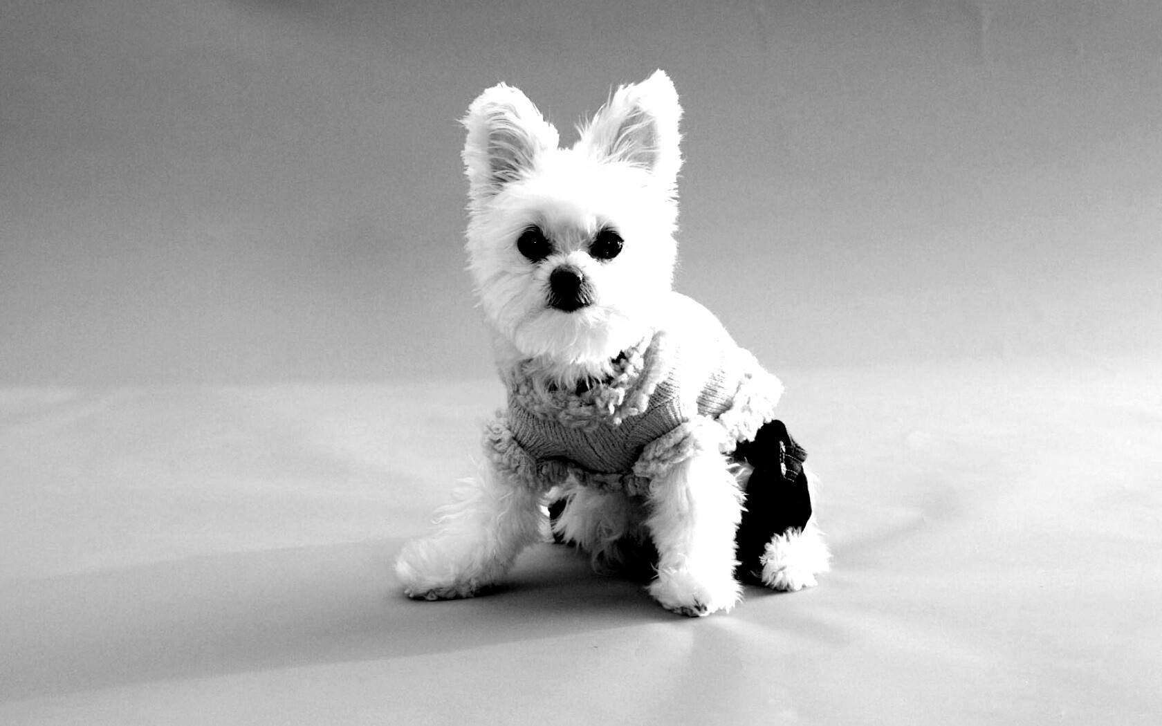 Собачка в свитере обои