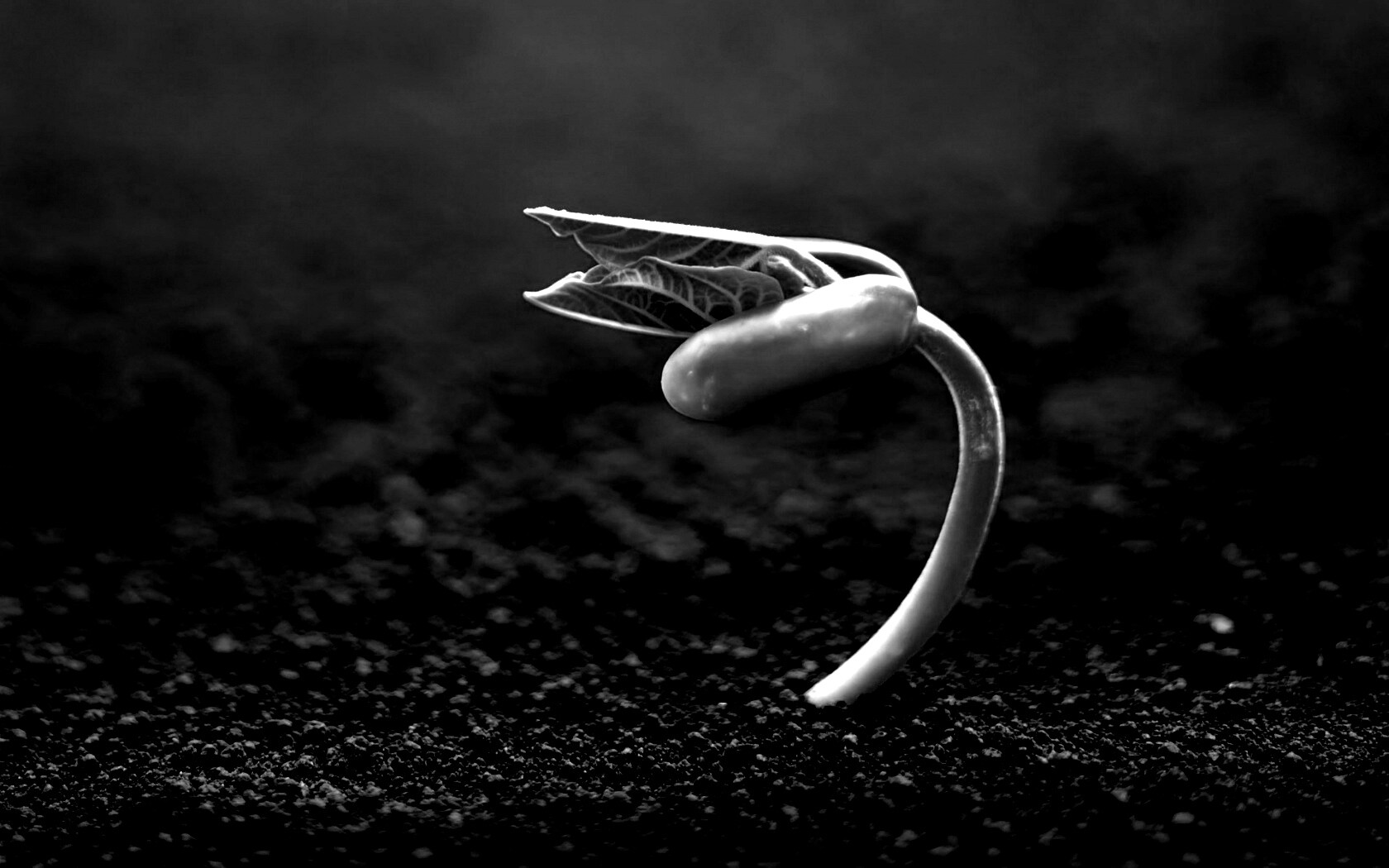 Макро фото зелёного росточка обои