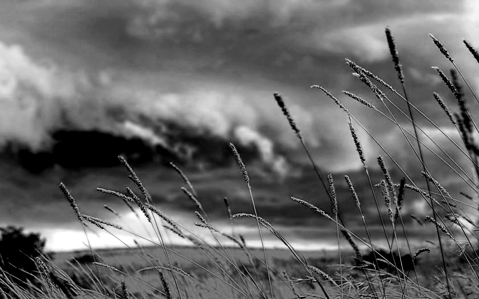 Золотистое поле обои