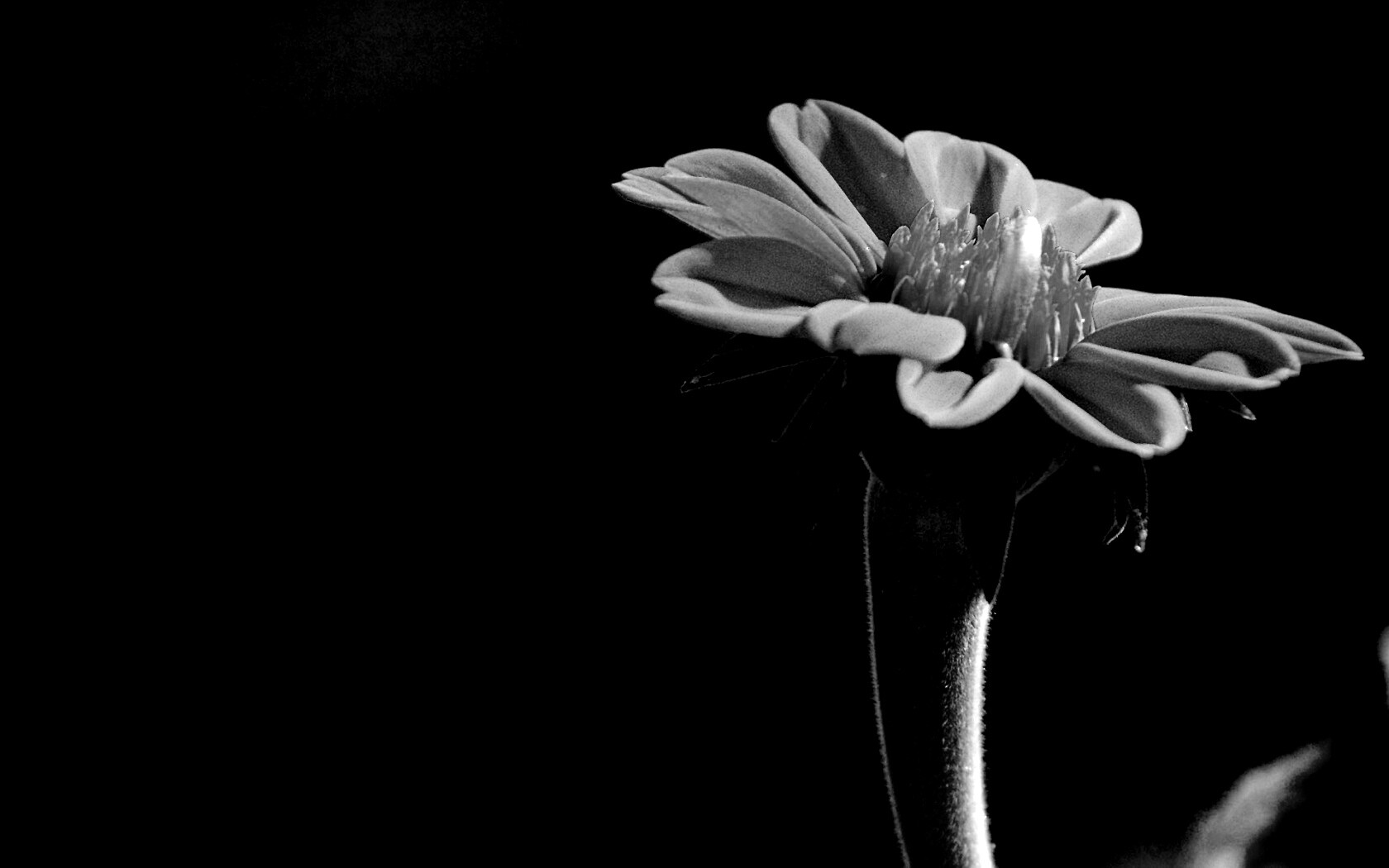 Красивый красный цветок обои