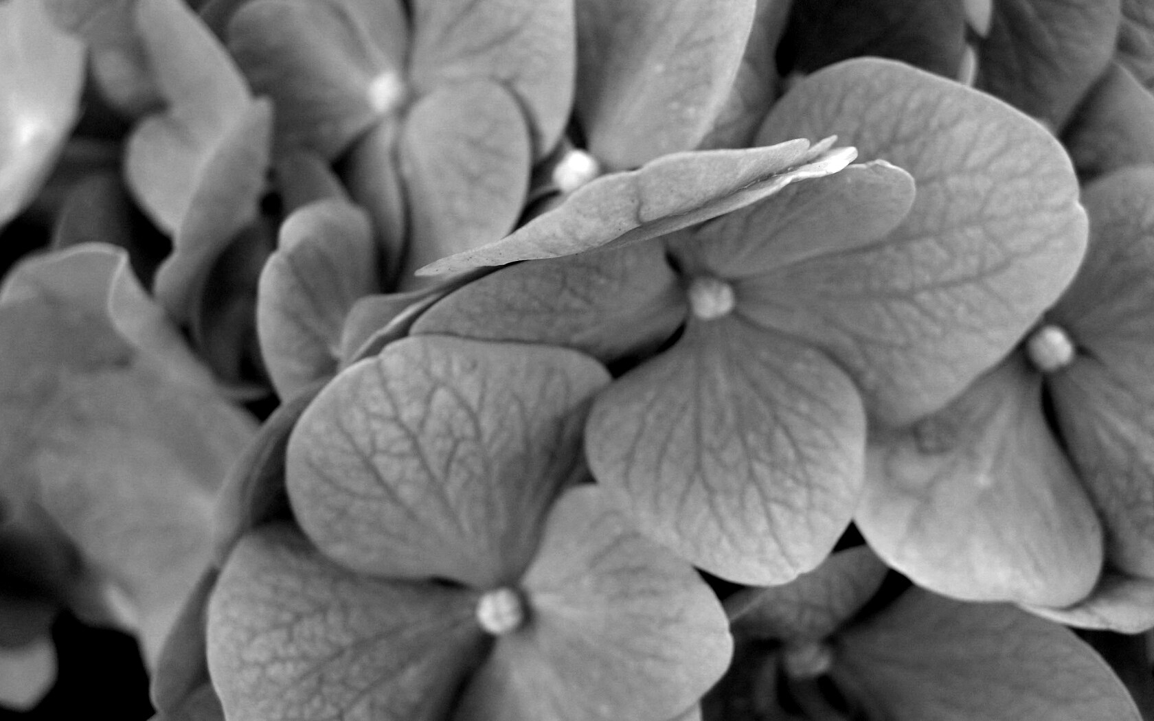 Фиолетовые нежные цветы обои