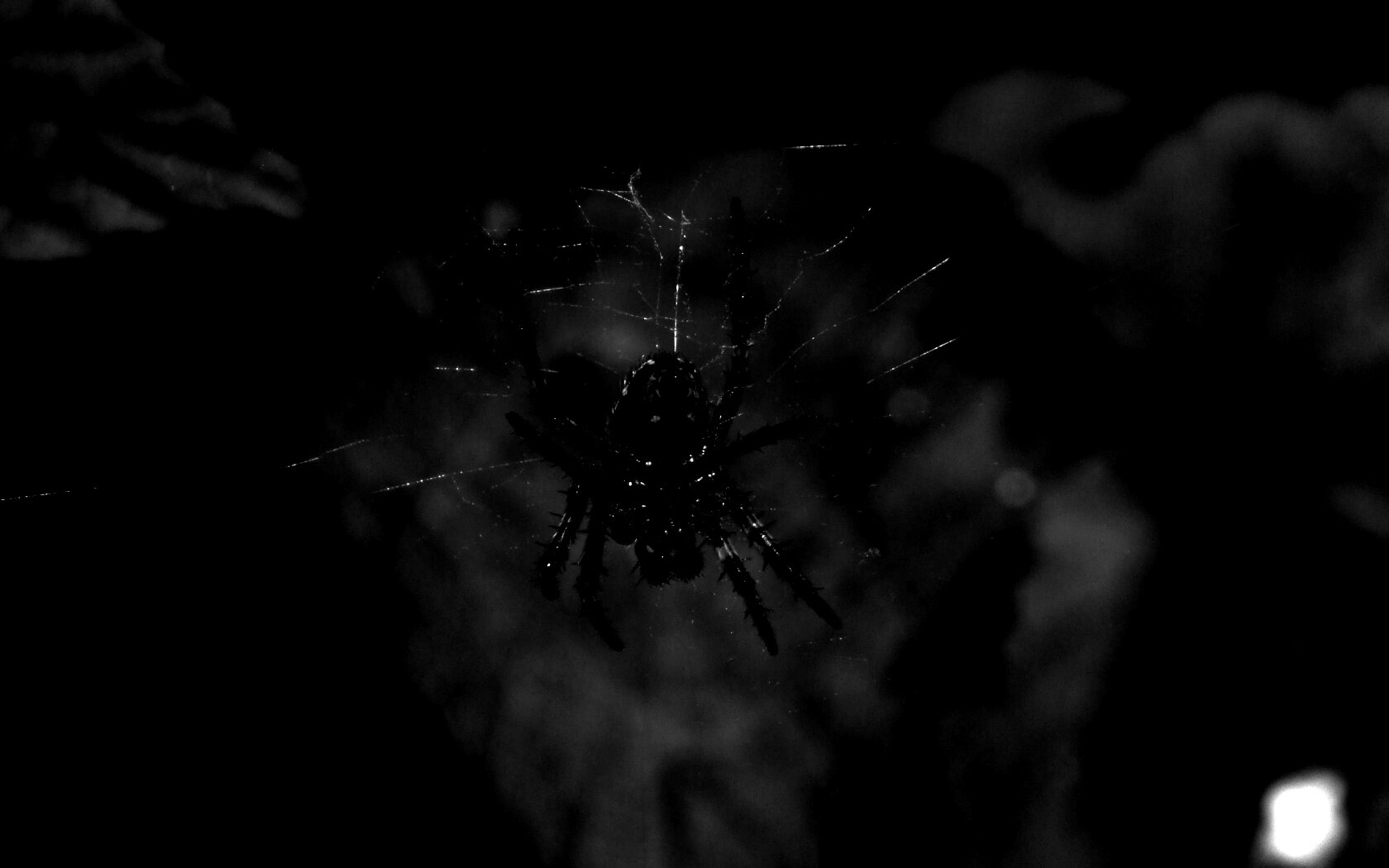 Паук на паутине обои