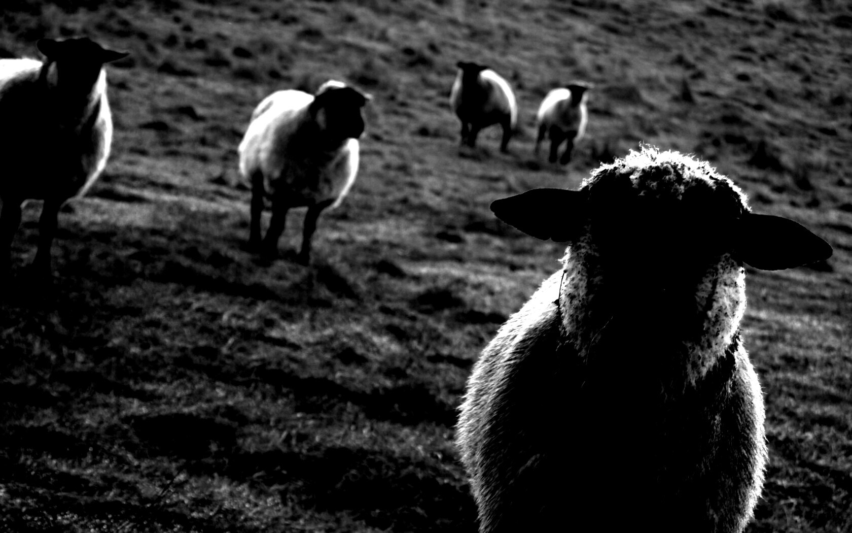 Овцы на пастбище обои