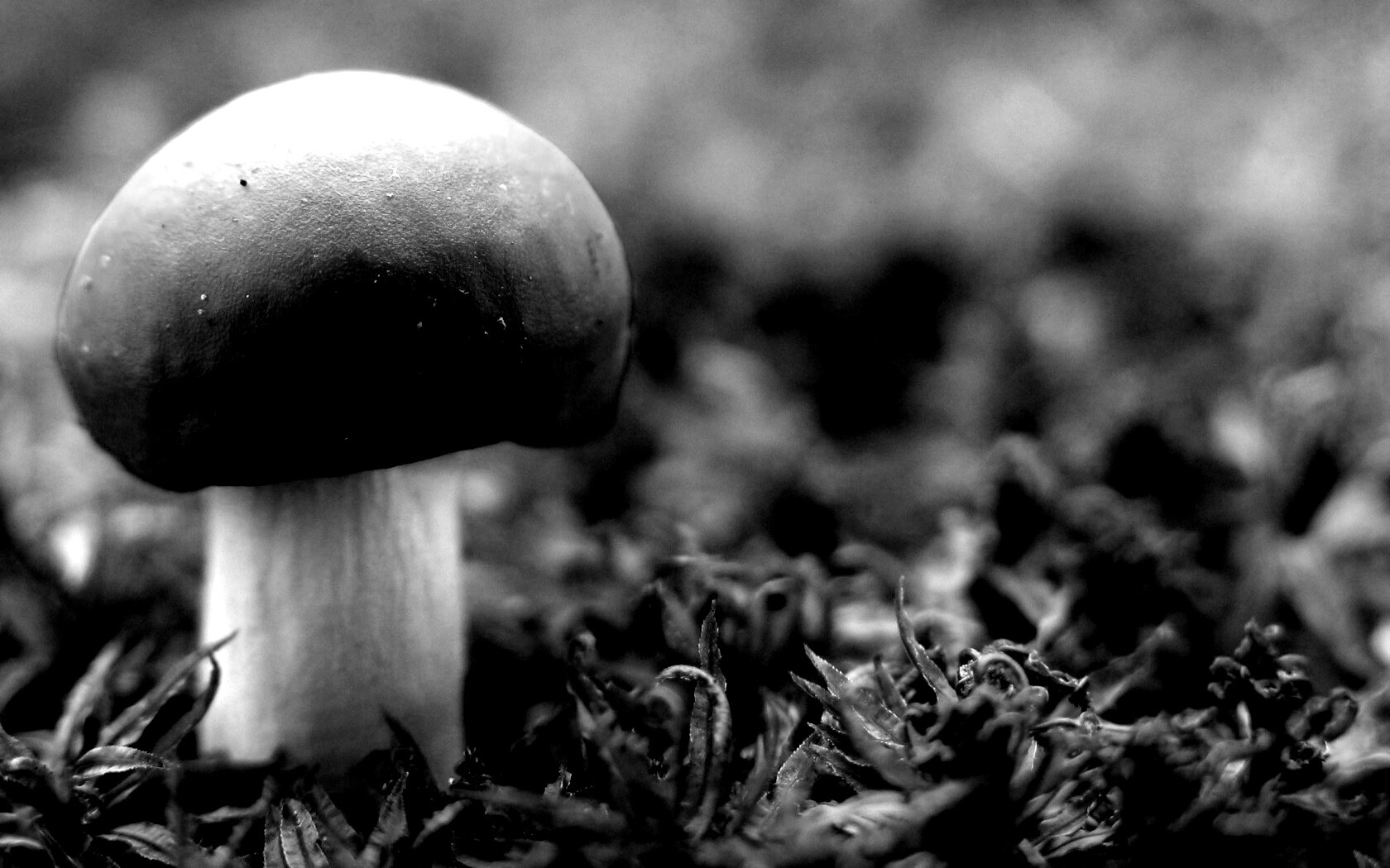 Грибок с красной шапкой обои