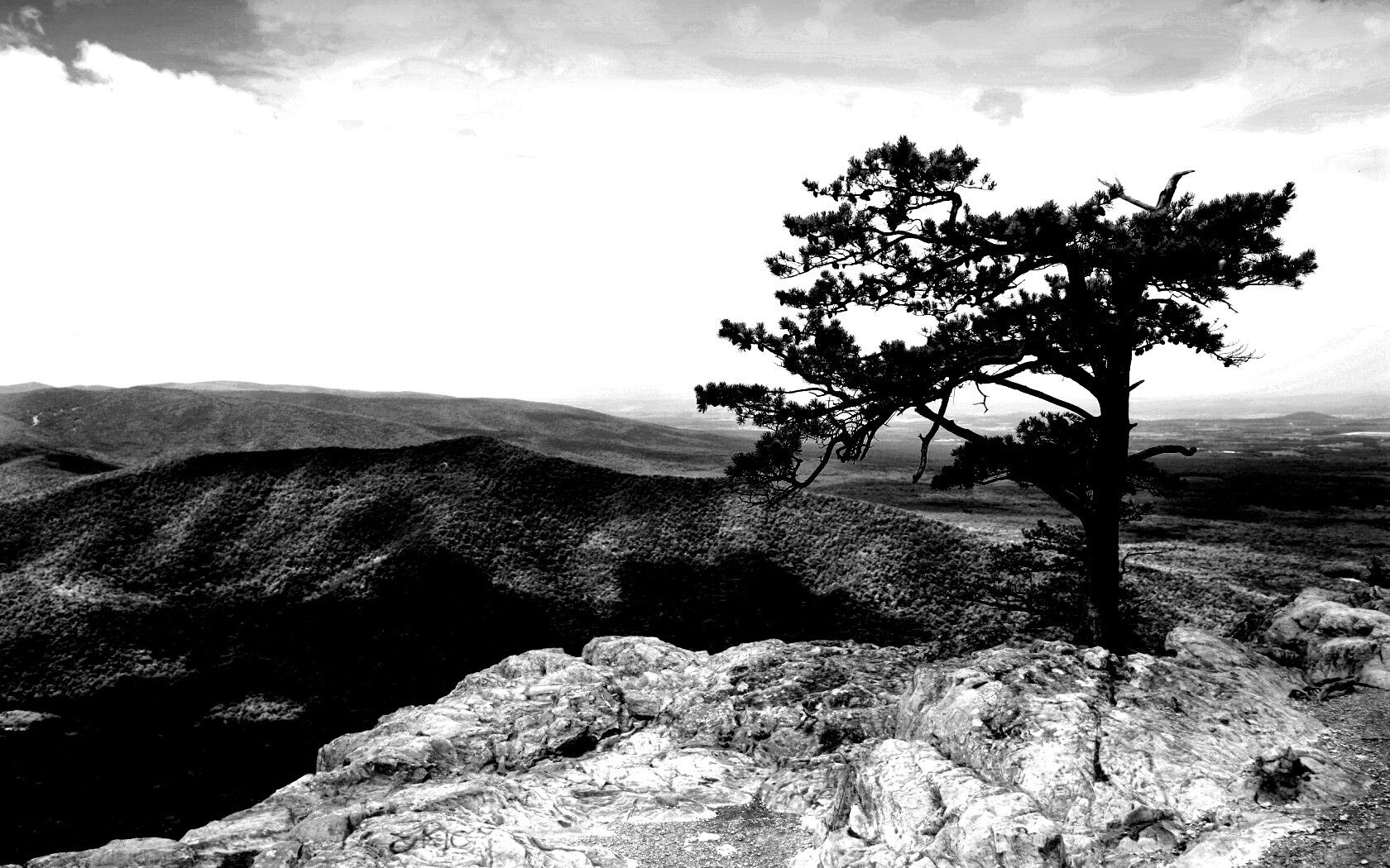 Горное дерево в черно-белых тонах обои
