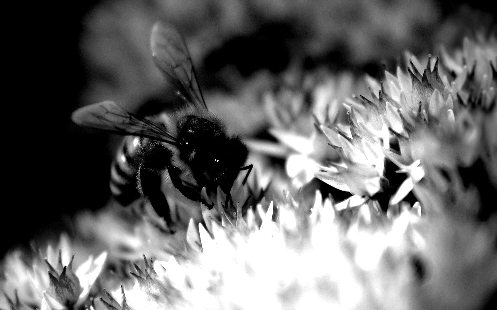 Пчела собирает пыльцу обои