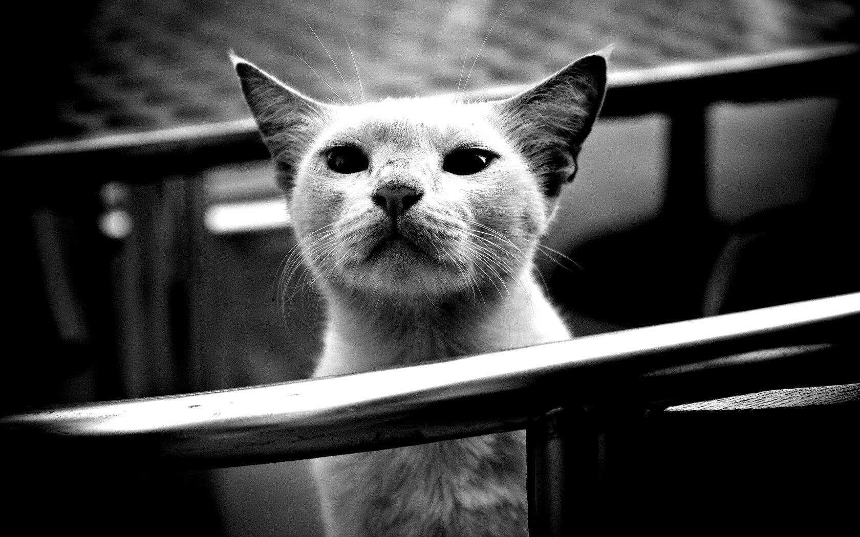 Настороженно принюхивающийся кот обои