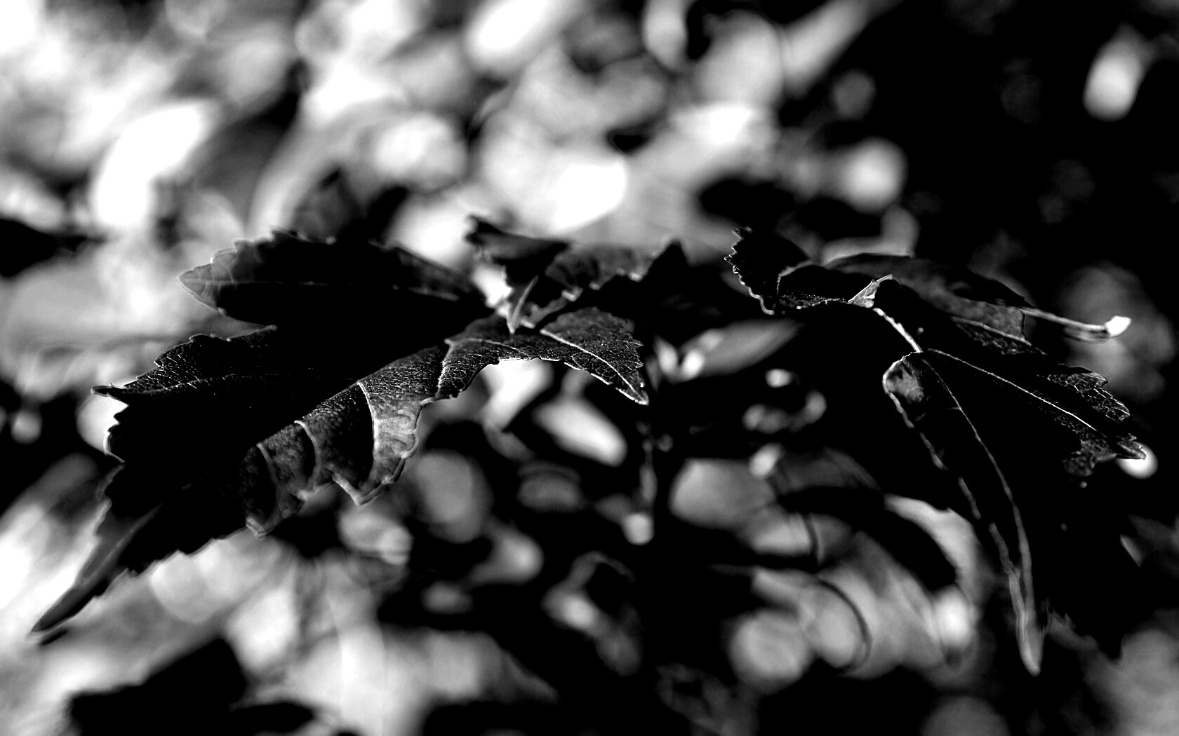 Красивые осенние листья в баговых цветах обои