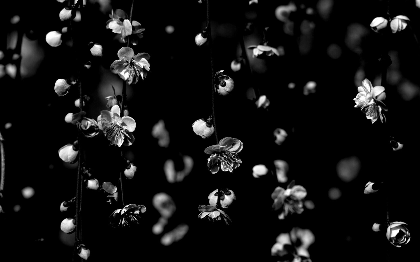 Веточки цветущего дерева обои