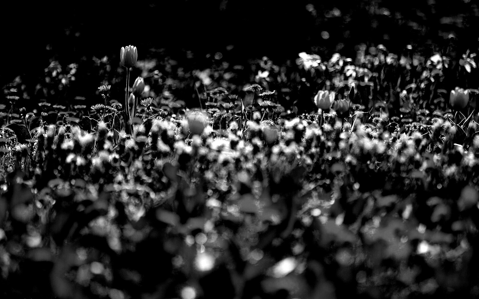 Все краски весны обои