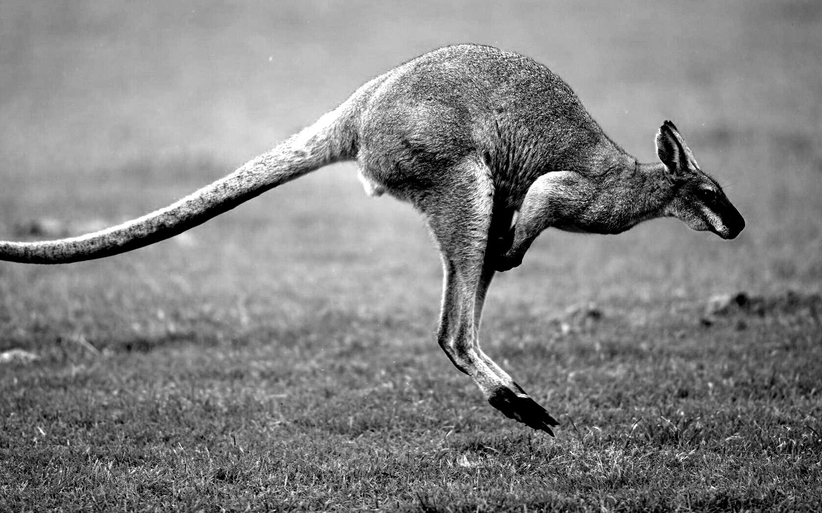 Кенгуру обои