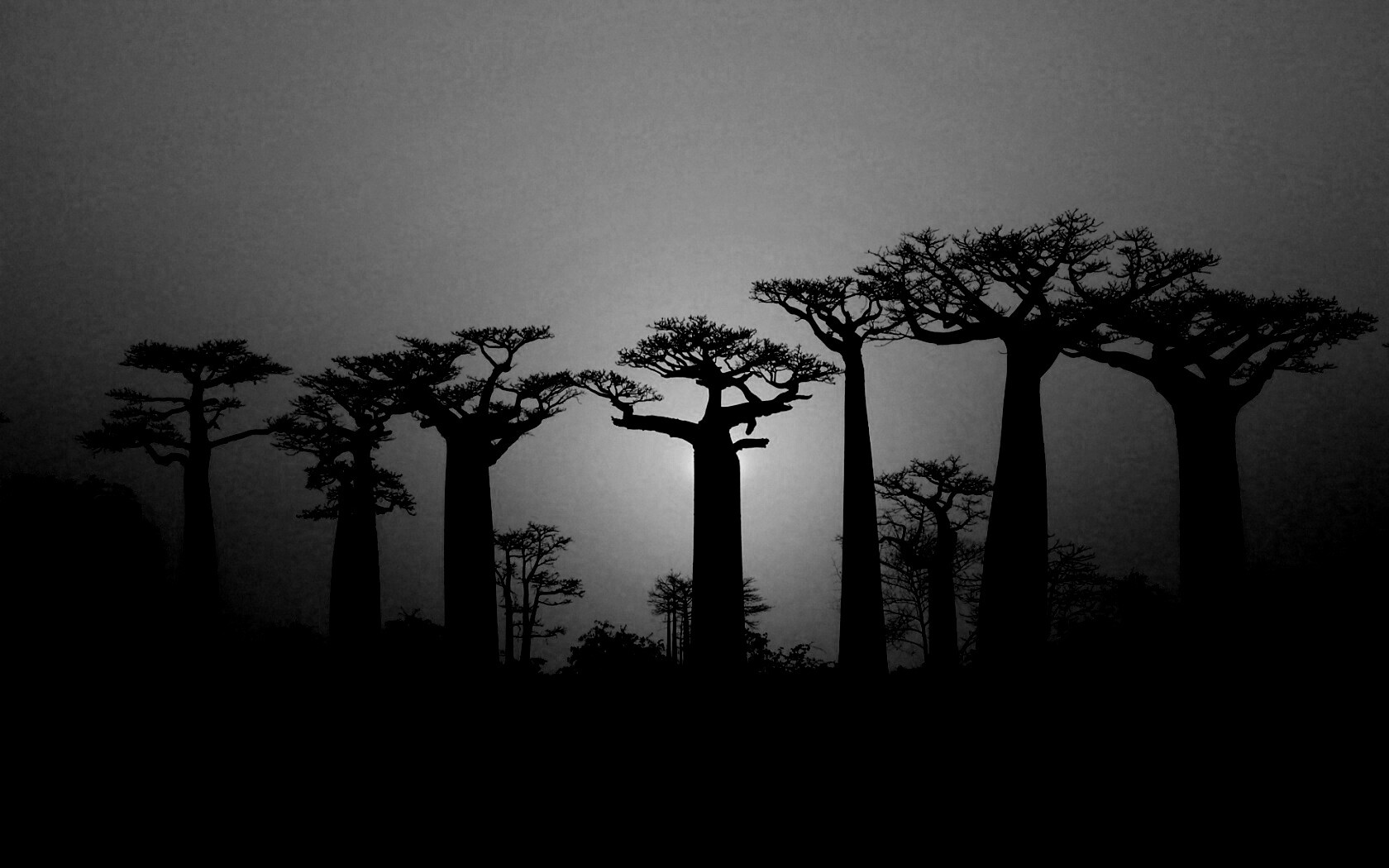 Баобабы на закате обои