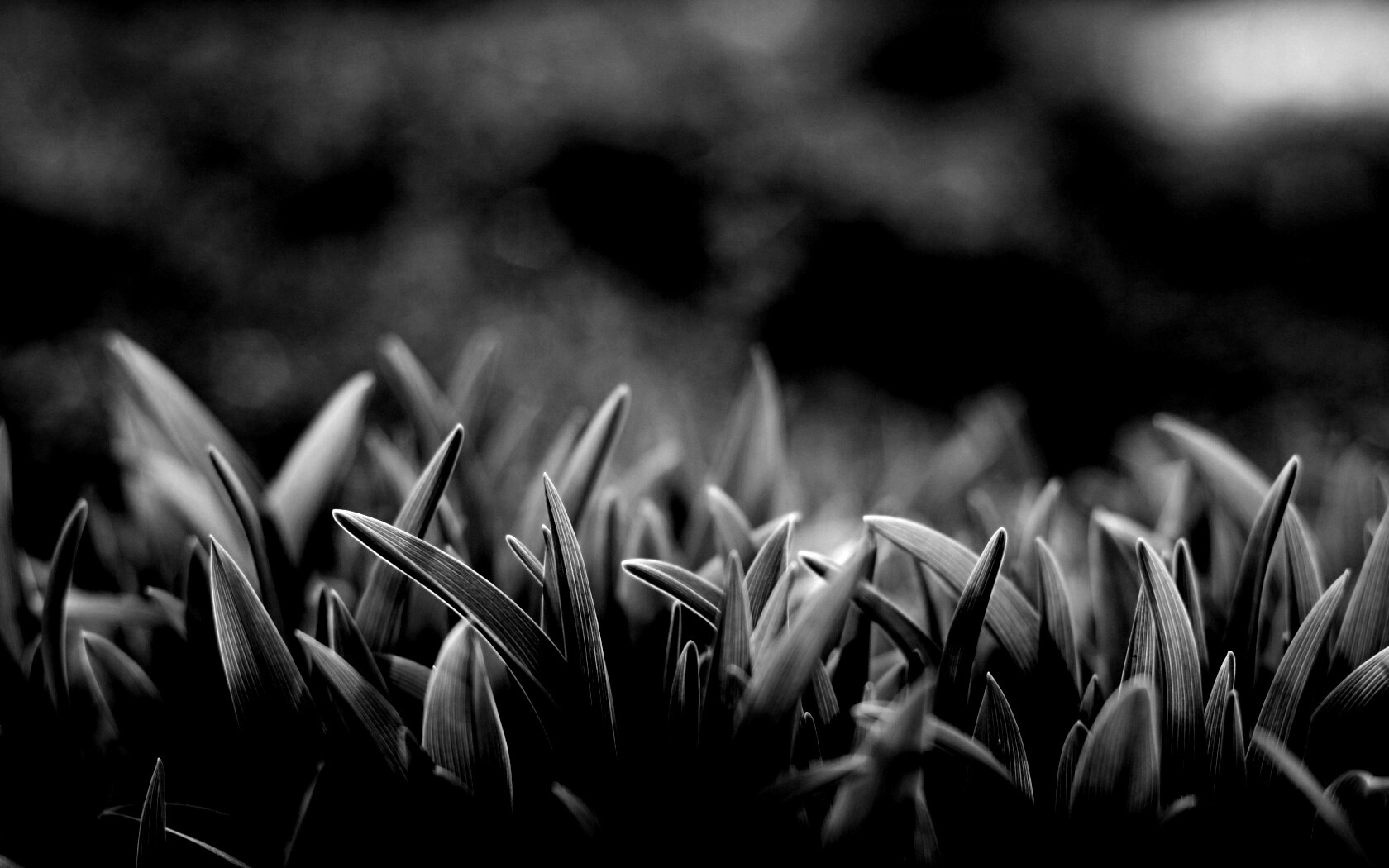 Сочная нежная трава обои