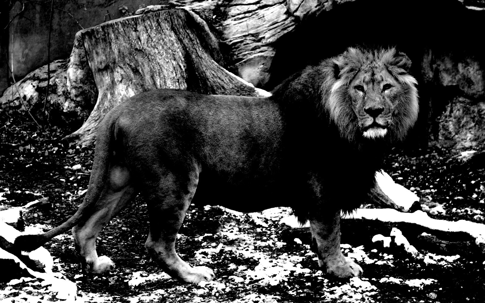Красивый лев в лесу обои