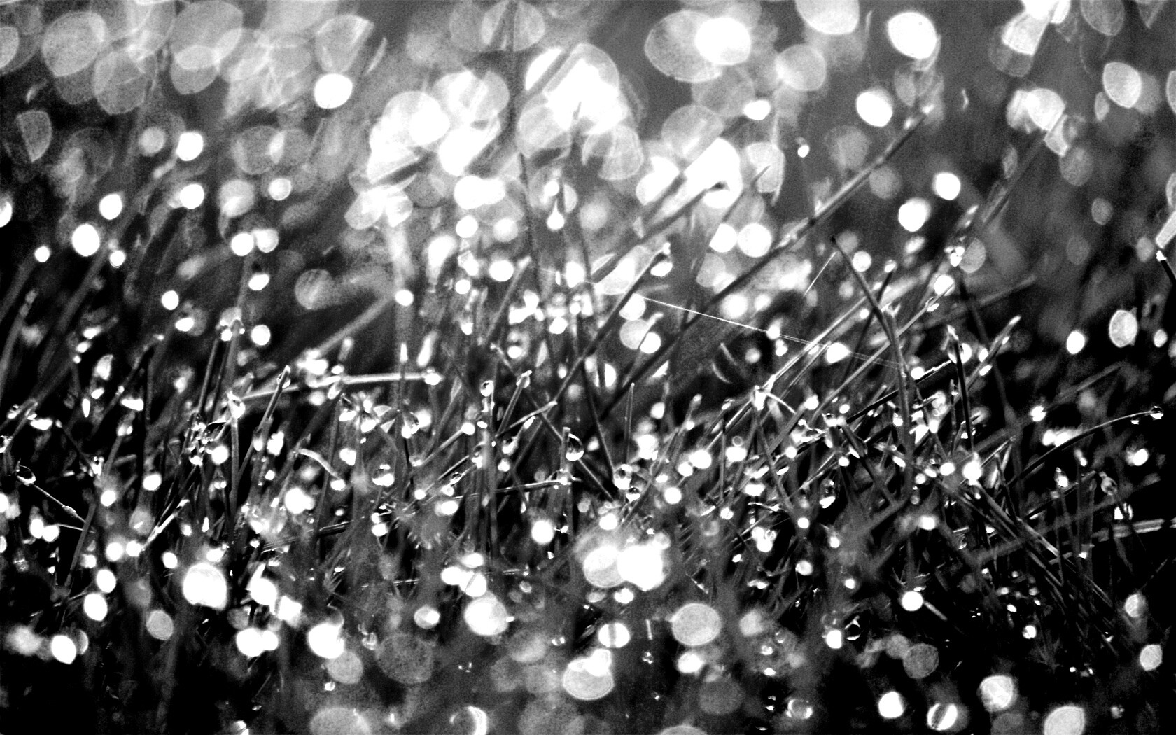 Трава в росе обои