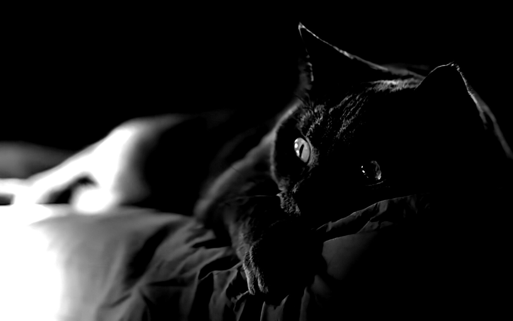 Персидский кот на кровати обои