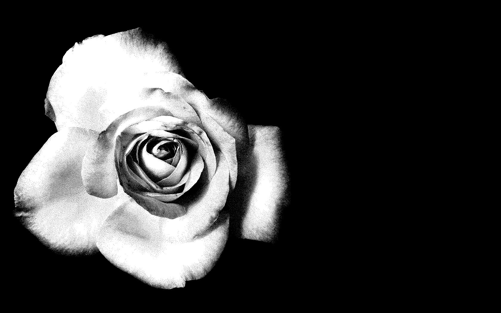 Черно-белая роза обои