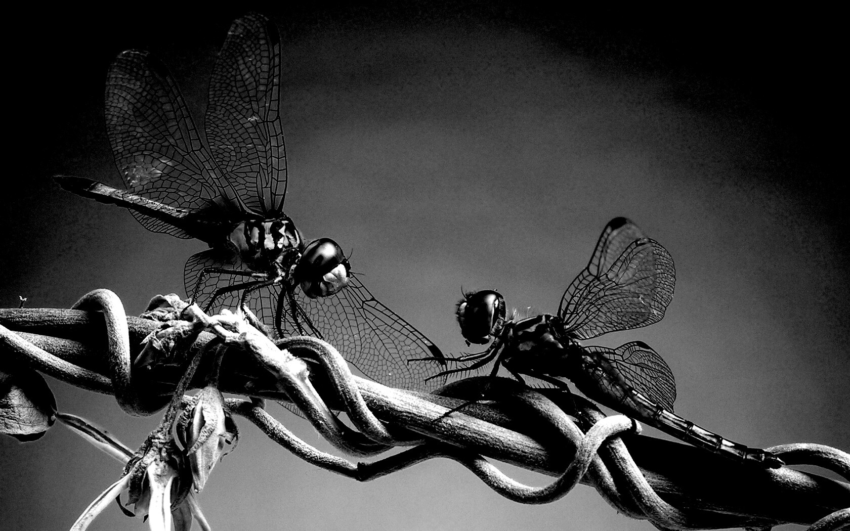 Две стрекозы обои