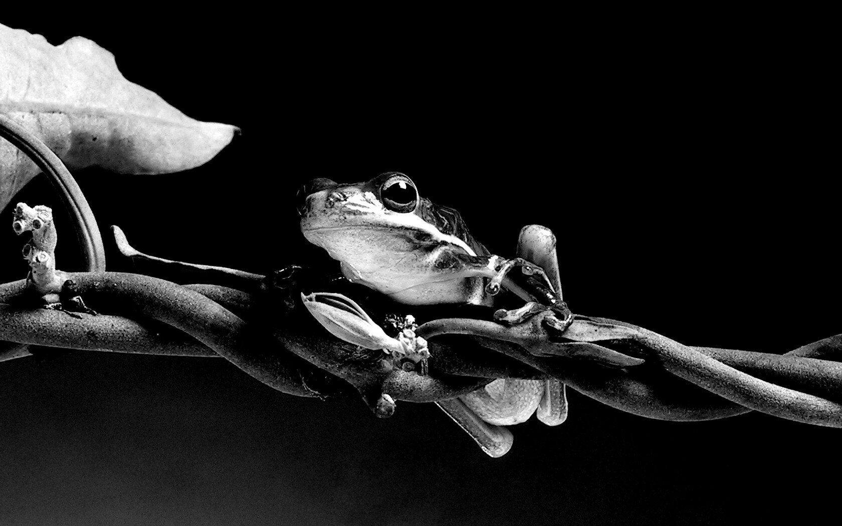 Лупоглазая лягушка на лиане обои