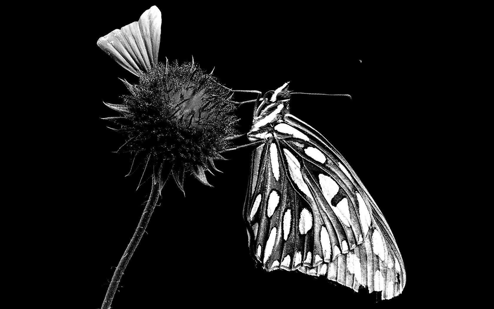 Бабочка на цветке обои