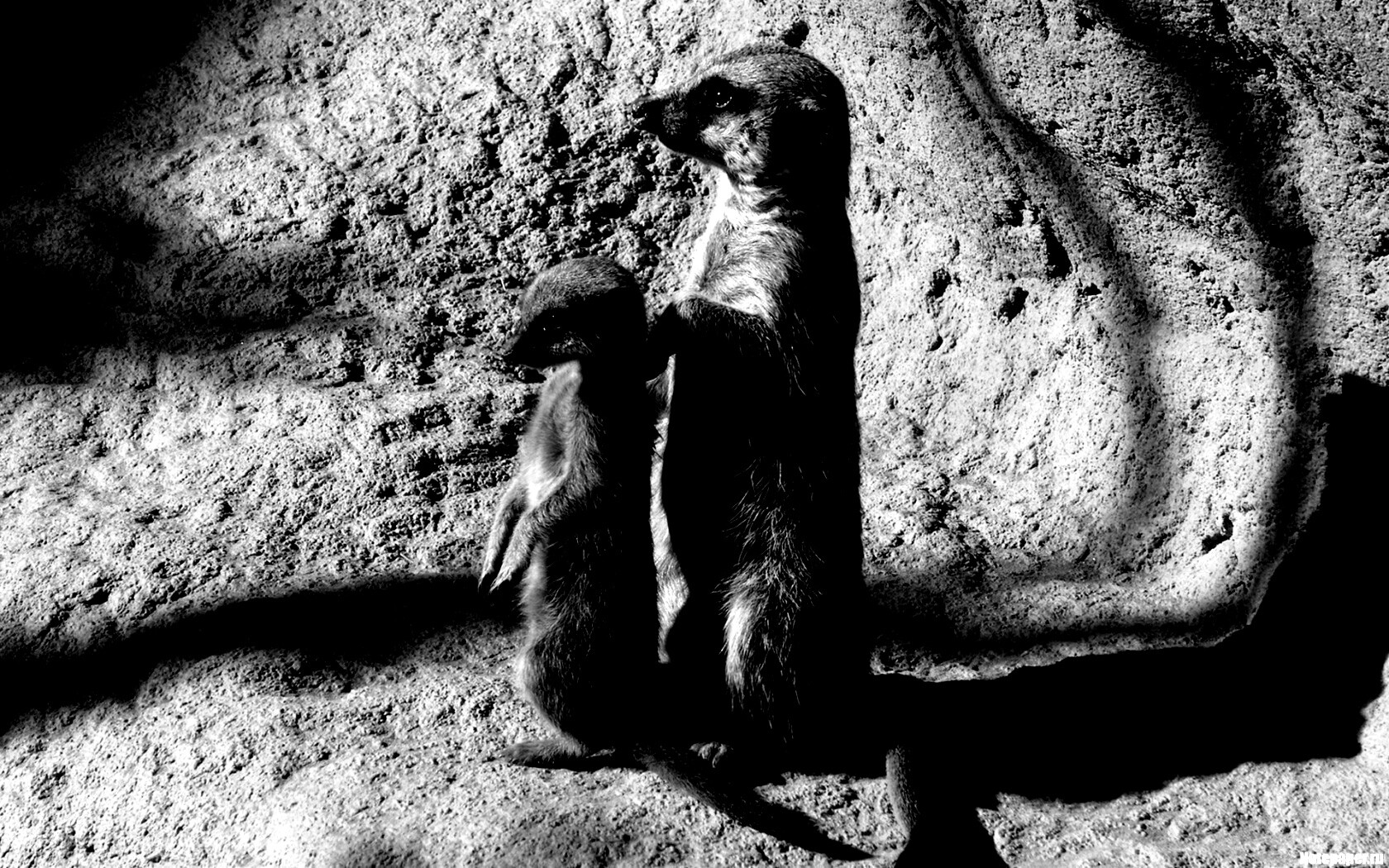 Сурикаты на страже отчизны обои