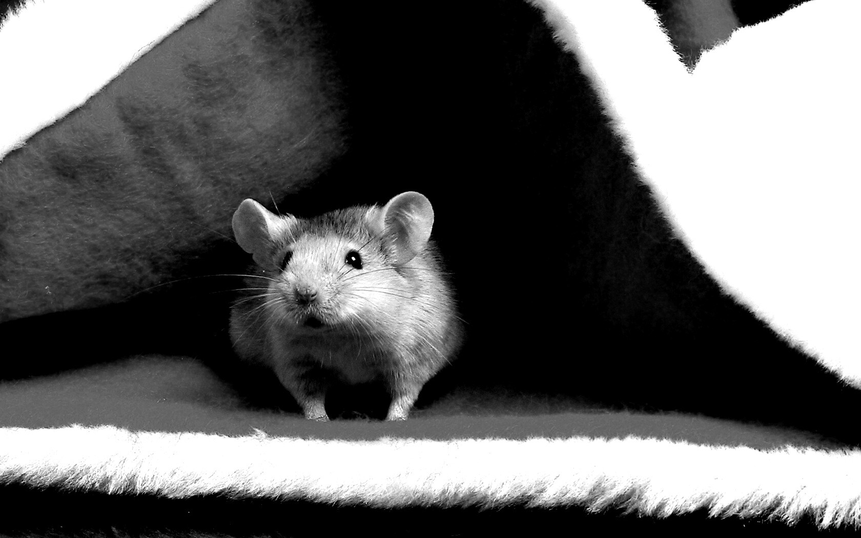 Толстый новогодний мышонок обои