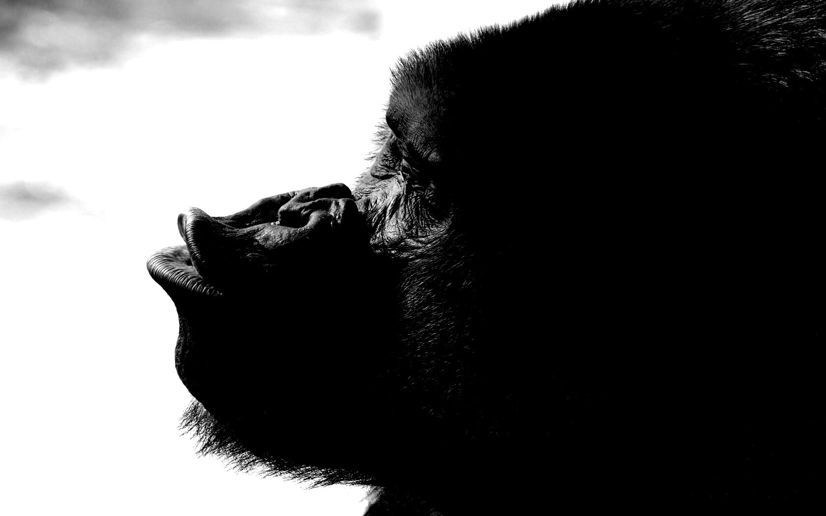 Горилла корчит рожи обои