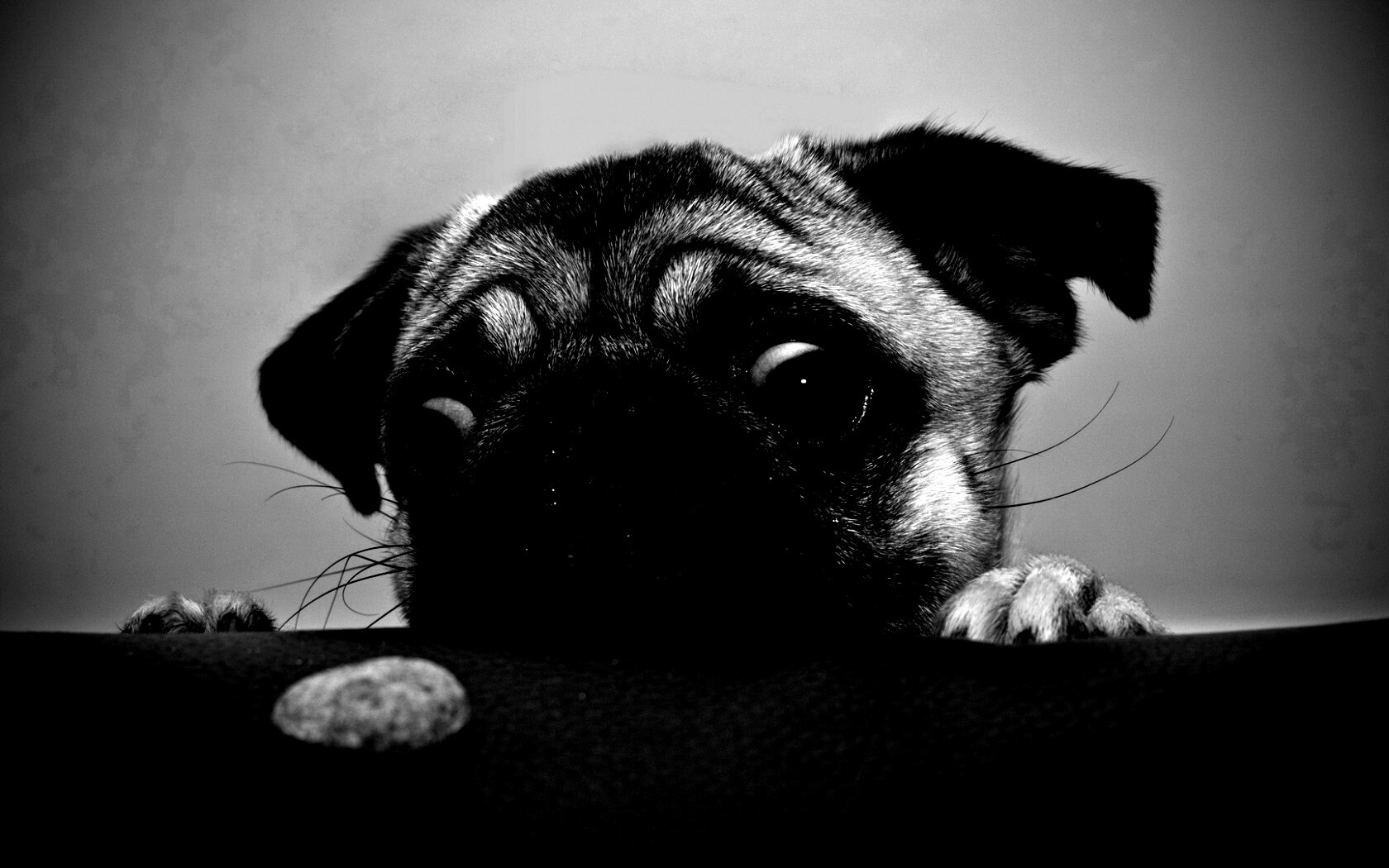 Собака нашла печеньку обои